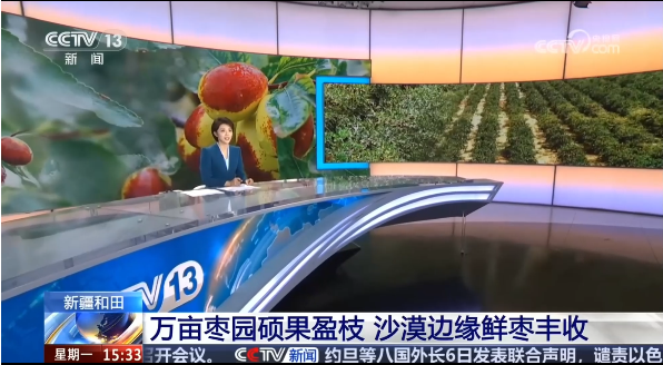 央视《新闻直播间》报道我校“七月鲜”红枣品种在和田迎来丰收季&nbsp;&nbsp;